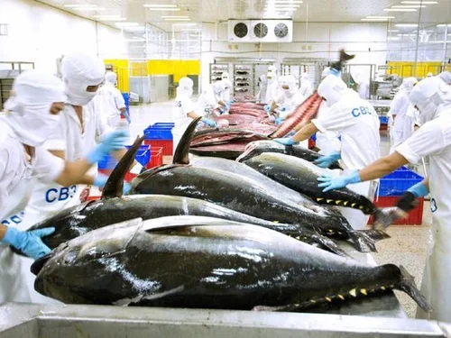 Gỡ khó xuất khẩu cá ngừ