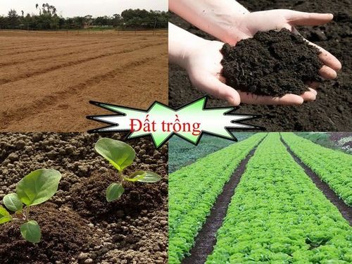 Cần sớm ban hành bộ tiêu chí 'sức khỏe đất lúa'