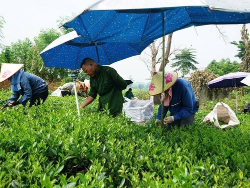 Sức vươn mình nơi vùng quê Phú Thịnh