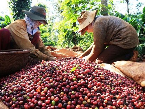Dư địa rộng mở trong quan hệ thương mại Việt Nam - Algeria