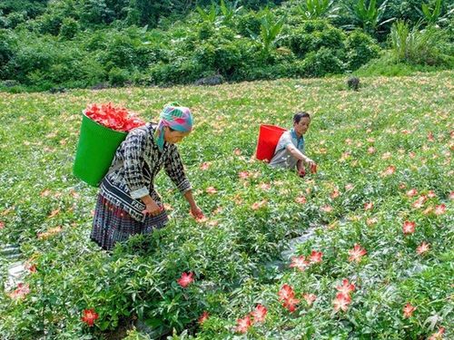 Phát triển cây dược liệu: Hướng đi bền vững cho kinh tế rừng Thái Nguyên
