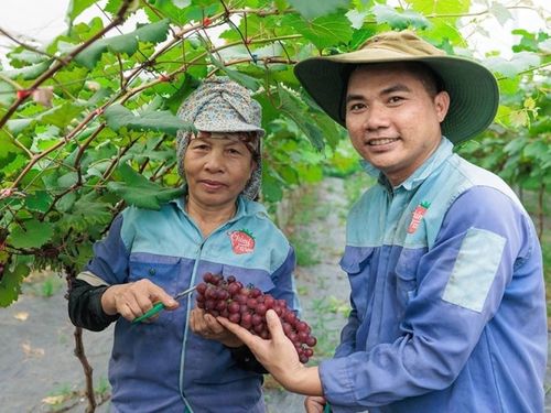 Nông nghiệp xanh – động lực mới cho nông thôn Hà Nội năm 2026