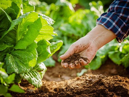 Sự khác biệt giữa nông nghiệp hữu cơ và nông nghiệp sạch