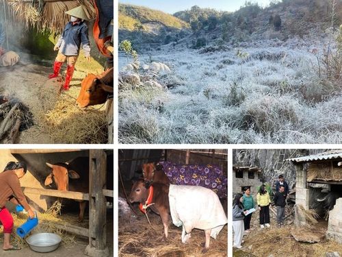 Chủ động phòng rét hại, bảo vệ sinh kế vùng cao