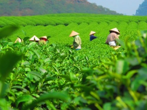 Phú Đình phát triển nông nghiệp bền vững gắn với xây dựng nông thôn mới nâng cao