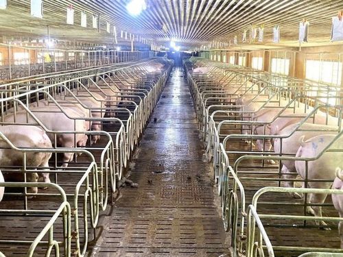 Chăn nuôi hiện đại: Động lực mới cho tăng trưởng và xuất khẩu