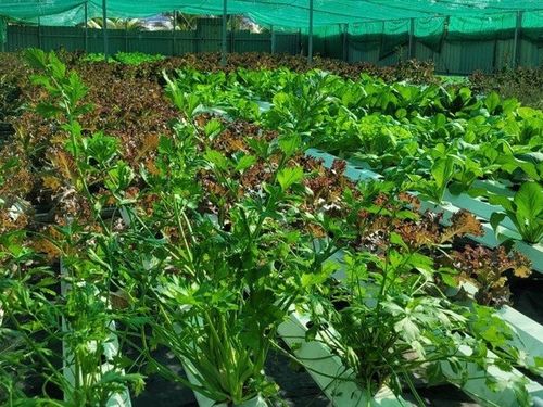 Vụ đông xuân 2025–2026: Vừa lấy nước, vừa chống rét để bảo đảm sản lượng gần 13 triệu tấn lúa