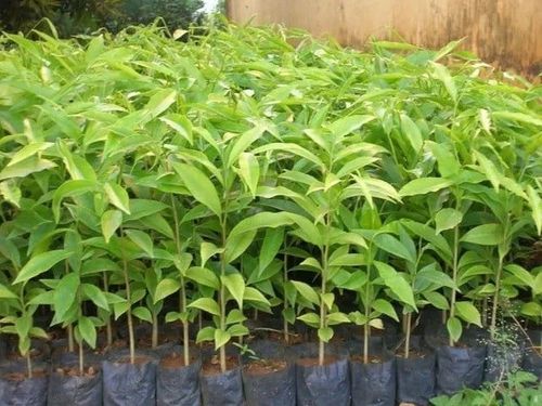 Cây mang theo bầu đất nhập khẩu vào Việt Nam bắt buộc phải có giấy phép kiểm dịch