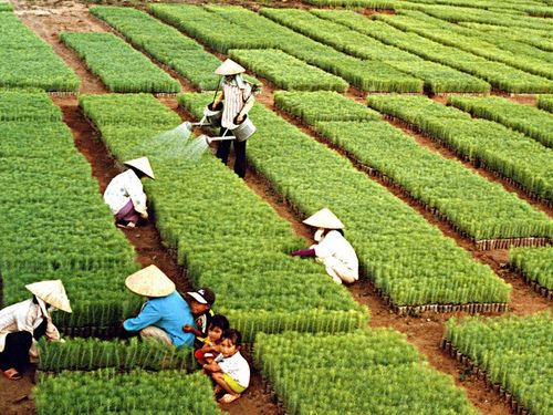 Ngành Nông nghiệp và Môi trường đặt mục tiêu xuất khẩu gần 74 tỷ USD năm 2026
