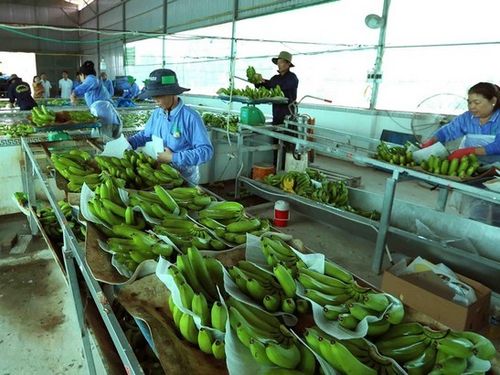 Từ nông sản thô đến sản phẩm tiêu dùng: Bài toán chế biến sau thu hoạch gắn với sức khỏe và môi trường