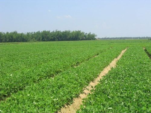 Kết quả khảo nghiệm thiết bị xới đất và làm cỏ cho cây lạc