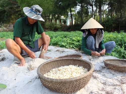 Nghiên cứu đề xuất nguyên lý máy đào củ ném trên đất cát ven biển tại thị xã Phong Điền, thành phố Huế