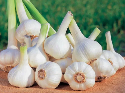 Kết quả nghiên cứu máy thu hoạch tỏi áp dụng cho vùng  Sản xuất tập trung ở Việt Nam