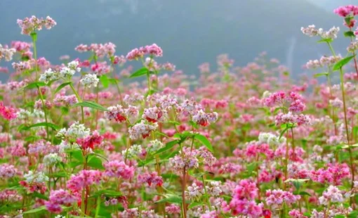 Hà Giang vào mùa tam giác mạch: Sắc hoa giữa cao nguyên đá