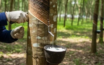 Giá cao su ngày 1/10 đồng loạt giảm, thị trường trong nước ổn định
