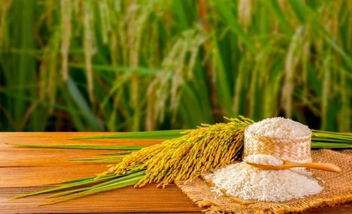 Giá lúa gạo hôm nay 15/10: Gạo nguyên liệu và phụ phẩm tăng nhẹ, giá xuất khẩu ổn định