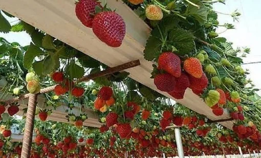 Nông nghiệp xanh, tuần hoàn: Mở rộng chuỗi giá trị, tạo sinh kế bền vững