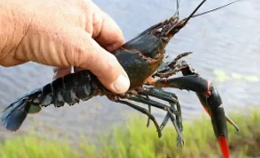 Trung Quốc nuôi tôm càng đỏ Australia giữa sa mạc Tân Cương, thu hoạch 300 kg mỗi ngày
