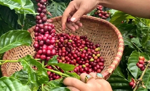 Giá cà phê hôm nay 2/10: Các hợp đồng kỳ hạn giảm, nguồn cung vụ mới được chú ý