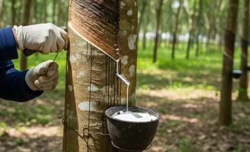 Giá cao su hôm nay 2/10: Giá tại Nhật Bản tăng nhẹ, nguồn cung chịu tác động bởi mưa lớn