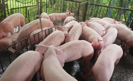 Giá heo hơi hôm nay 5/10: Cả ba miền giảm sâu, giá thấp nhất 54.000 đồng/kg