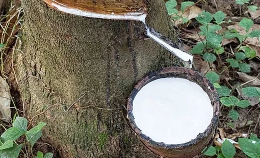 Giá cao su hôm nay 5/10: Thị trường thế giới diễn biến trái chiều, giá trong nước ổn định