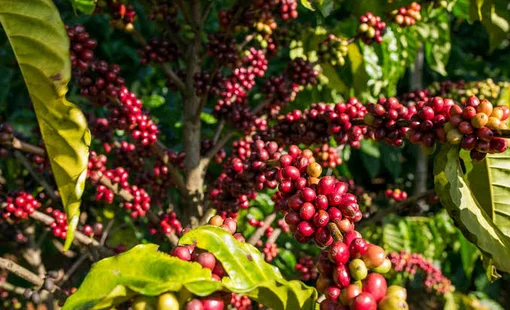 Giá cà phê hôm nay 5/10: Tây Nguyên duy trì mức cao, nguồn cung vụ mới được chờ đón