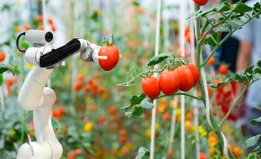 Nông nghiệp công nghệ cao: Từ áp lực chuyển đổi đến bài toán hiệu quả đầu tư