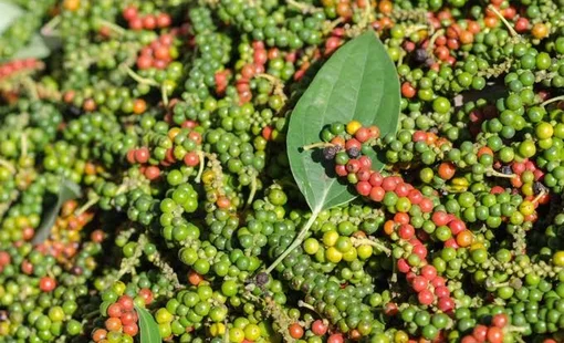 Giá tiêu hôm nay 5/10: Thị trường trong nước đi ngang, nhập khẩu hồ tiêu của Ấn Độ tăng mạnh