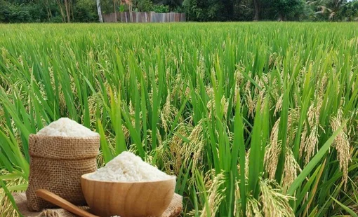 Giá lúa gạo hôm nay 5/10: Thị trường ĐBSCL ổn định, giá xuất khẩu đi ngang