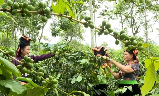 Điện Biên: Từ mở rộng vùng trồng đến phát triển nông nghiệp xanh