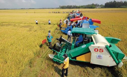 Cơ giới hóa đồng bộ trong sản xuất và phát triển bền vững canh tác lúa