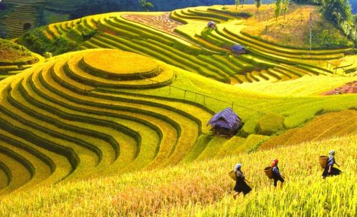 Khoa học công nghệ nâng tầm nông sản Điện Biên: Từ sản xuất truyền thống đến giá trị bền vững