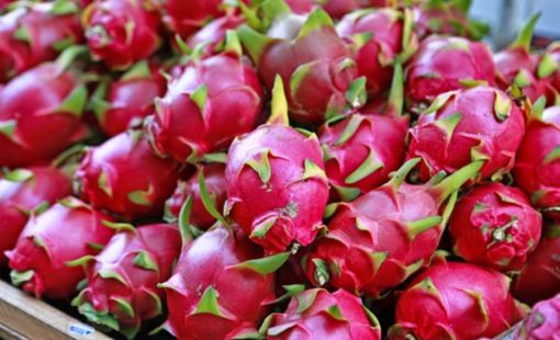 MÙA THANH LONG RỰC SÁNG: NÔNG DÂN KỲ VỌNG VÀO VỤ QUẢ ĐẦY TRIỂN VỌNG