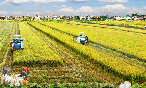 Nông nghiệp Việt Nam trước ngã rẽ mới: Chuyển mình để tồn tại và phát triển bền vững