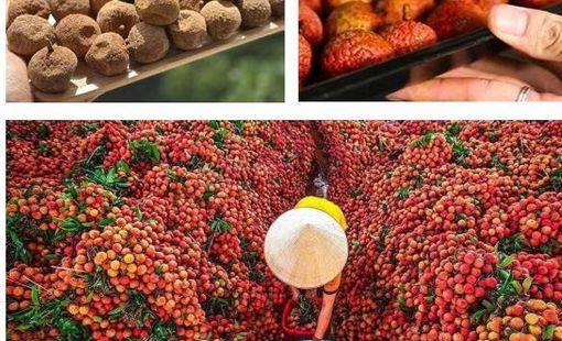 THỰC TRẠNG CÔNG NGHỆ SẤY VẢI THIỀU VÀ MÔ HÌNH SẤY ĐỐI LƯU CƯỠNG BỨC SỬ DỤNG NHIỆT GIÁN TIẾP TỪ NHIÊN LIỆU SINH KHỐI TẠI KHU VỰC PHÍA BẮC