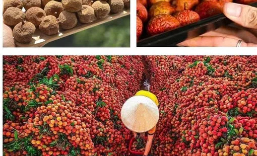 THỰC TRẠNG CÔNG NGHỆ SẤY VẢI THIỀU VÀ MÔ HÌNH SẤY ĐỐI LƯU CƯỠNG BỨC SỬ DỤNG NHIỆT GIÁN TIẾP TỪ NHIÊN LIỆU SINH KHỐI TẠI KHU VỰC PHÍA BẮC