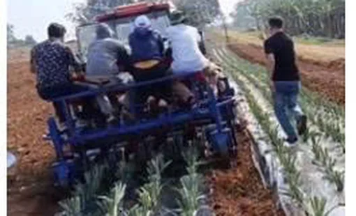 KẾT QUẢ NGHIÊN CỨU MÁY TRỒNG DỨA 4 HÀNG KẾT HỢP  PHỦ NI LÔNG Ở VIỆT NAM