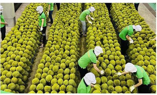ENERGY POTENTIAL AND FUEL CHARACTERISTICS OF DURIAN   (DURIO ZIBETHINUS L.) PEEL AS A LIGNOCELLULOSIC BIOMASS   FEEDSTOCK