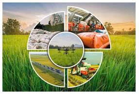 ĐÁNH GIÁ NĂNG LỰC CƠ GIỚI HÓA CỦA MỘT SỐ SẢN PHẨM  NÔNG NGHIỆP TẠI VÙNG SẢN XUẤT HÀNG HÓA TẬP TRUNG