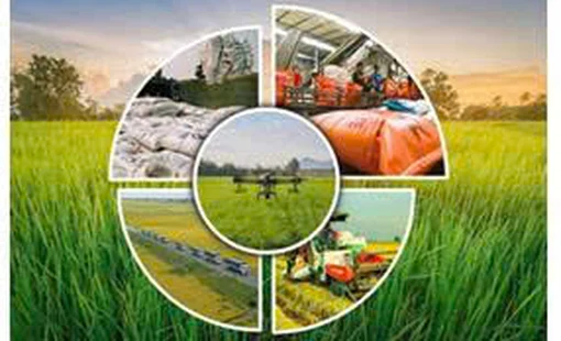 ĐÁNH GIÁ NĂNG LỰC CƠ GIỚI HÓA CỦA MỘT SỐ SẢN PHẨM  NÔNG NGHIỆP TẠI VÙNG SẢN XUẤT HÀNG HÓA TẬP TRUNG
