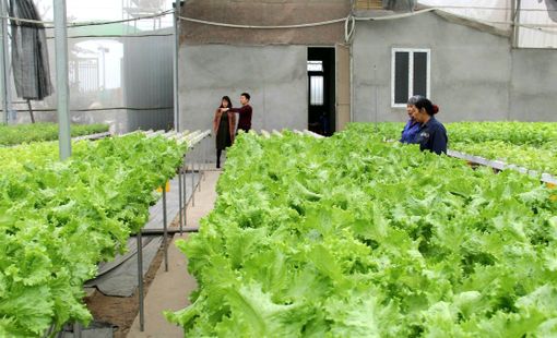Kinh tế tập thể thúc đẩy liên kết chuỗi nông nghiệp an toàn tại Thanh Trì