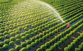 Trí tuệ nhân tạo mở đường cho nông nghiệp Việt bước vào phân khúc cao cấp