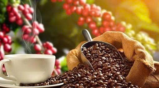 TIỀM NĂNG SỬ DỤNG VỎ QUẢ CÀ PHÊ (CASCARA)  TẠI TỈNH SƠN LA (VIỆT NAM)  ĐỂ CHẾ BIẾN TRÀ VÀ CÀ PHÊ TỪ CASCARA