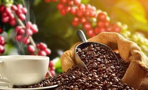 TIỀM NĂNG SỬ DỤNG VỎ QUẢ CÀ PHÊ (CASCARA)  TẠI TỈNH SƠN LA (VIỆT NAM)  ĐỂ CHẾ BIẾN TRÀ VÀ CÀ PHÊ TỪ CASCARA