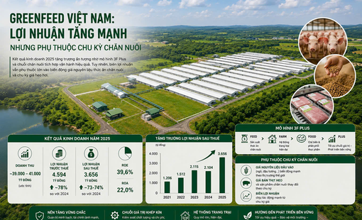 GreenFeed Việt Nam: Lợi nhuận tăng mạnh nhưng phụ thuộc chu kỳ chăn nuôi