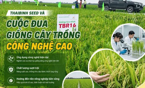 ThaiBinh Seed và cuộc đua giống cây trồng công nghệ cao