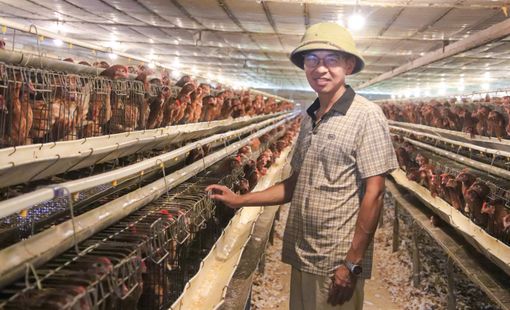 Người nông dân Vũ Văn Hổ và hành trình đưa trứng gà quê chinh phục thị trường siêu thị