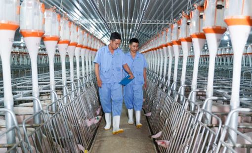 BAF Việt Nam đạt gần 1.800 tỷ đồng doanh thu quý I, tăng tốc mở rộng đàn heo