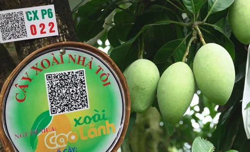 Hợp tác xã ĐBSCL chuyển mình nhờ công nghệ số: Mở lối cho nông nghiệp hiện đại và xuất khẩu bền vững
